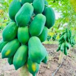 WhatsApp Image 2025-12-16 at 10.44.14 AM