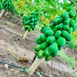 WhatsApp Image 2025-12-16 at 10.44.15 AM