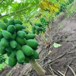 WhatsApp Image 2025-12-16 at 10.44.16 AM