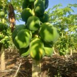 WhatsApp Image 2025-12-16 at 10.44.18 AM