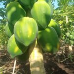 WhatsApp Image 2025-12-16 at 10.44.19 AM