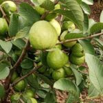 WhatsApp Image 2025-12-16 at 11.29.41 AM (1)