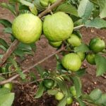 WhatsApp Image 2025-12-16 at 11.29.42 AM (1)