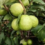 WhatsApp Image 2025-12-16 at 11.29.43 AM